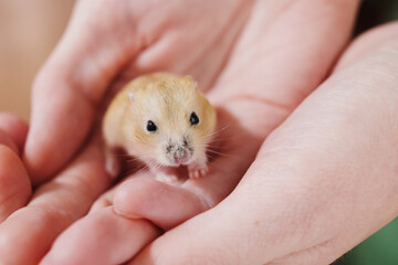 a small and cute red hamster in female hands. taking care of pets. 