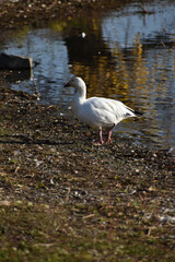 Symposium Victo Et Ses Oies 23 Octobre 2022
