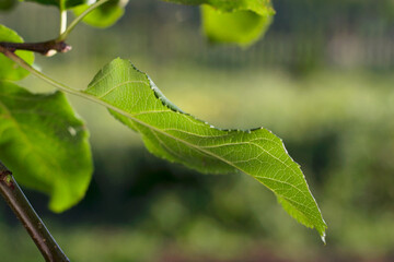 green apple tree leaves on a branch in summer garden with close up