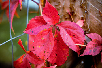 red autumn leaves