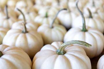 Small White (Ghost) Pumpkins for Sale at a Roadside Farm Stand