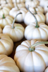 Small White (Ghost) Pumpkins for Sale at a Roadside Farm Stand