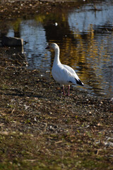 Symposium Victo Et Ses Oies 23 Octobre 2022
