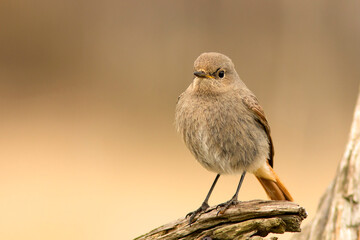Kopciuszek zwyczajny, kopciuszek (Phoenicurus ochruros) © Grzegorz