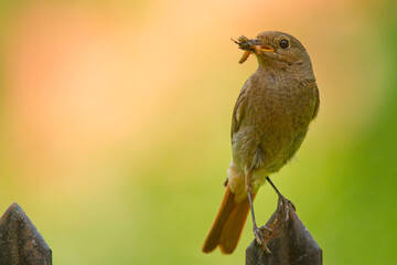 Kopciuszek zwyczajny, kopciuszek (Phoenicurus ochruros)