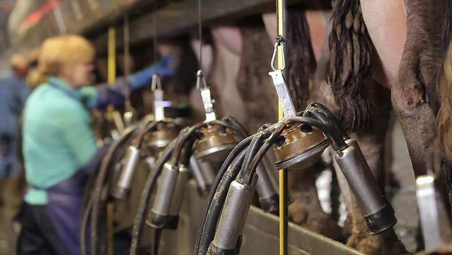 The process of milking cows on a dairy farm. Automatic milking of cows. Automated milking of cows on a farm