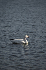 Symposium Victo Et Ses Oies 23 Octobre 2022