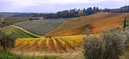 landscape with vineyard of Chianti hills in San Casciano Valdipesa, Tuscany, Italy