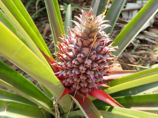 Fototapeta premium pineapple in the garden