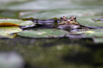Teichfrosch