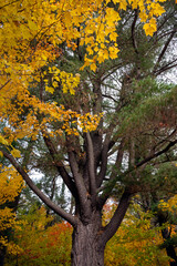 A large evergreen tree with exposed branches mixes in the forest with yellow, red and green leaves surrounding it. Algonquin Provincial Park, Ontario, Canada.