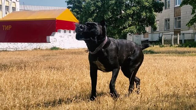 Big black dog running across the field