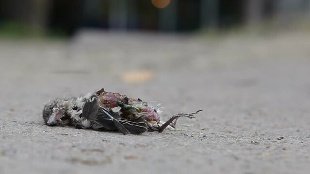 Flies fly over a dead chick that has fallen out of the nest.