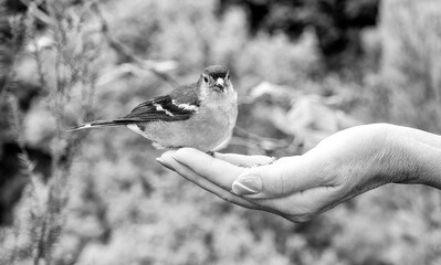 A woman feeds sparrow from the palm of her hand. A bird sits on a woman's hand and eats seeds. Caring for animals