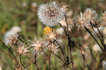 Field with white dandelion flowers. Meadow of white dandelions. Autumn field of dandelions. Autumn background with white dandelions. Seeds. Fluffy dandelion flower background image