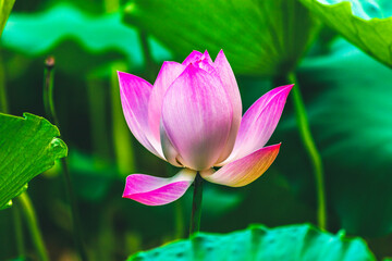 Pink Lotus Close Up Beijing China