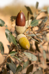 green branch with acorns in brown and green tone on dark background of the tree with daylight and...