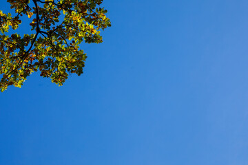 autumn leaves on the background of the sky