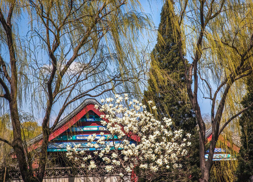 Magnolias Willows Summer Palace Beijing China