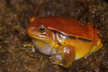 Closeup on an adult orange Dyscophus guineti, Tomato frog