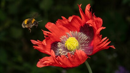 Closeup shot of a bumblebee flying over to a poppy flower to collect nectar © Paul Stickley/Wirestock Creators