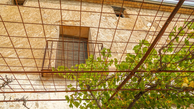 T&iacute;pico sombraje espa&ntilde;ol de los siglos XVIII y XIV en los porches de la viviendas de campo con vid o parras para cultivar la uva y obtener sombra