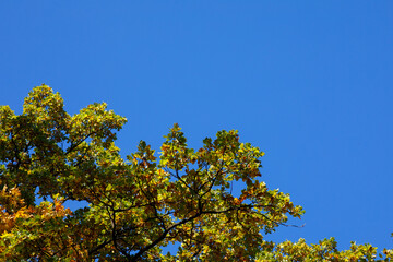 autumn leaves on the background of the sky