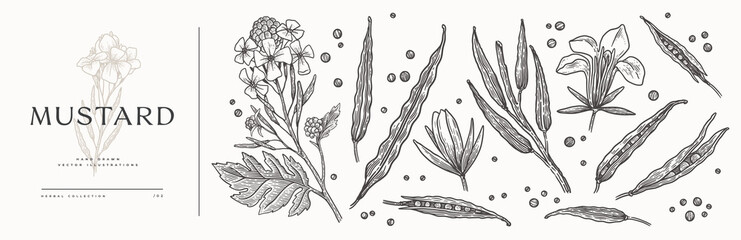 Large set of mustard seeds, pods, sprouts and flowers on a light isolated background. Hand drawn spicy herb for cooking. The concept of organic food. Vector botanical illustration.