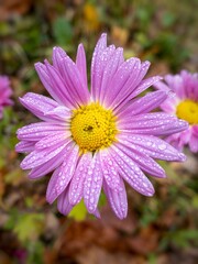 Obraz premium pink flower