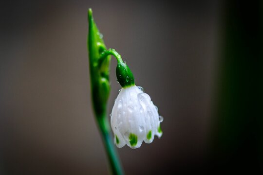 Macro shot of a blooming dew-covered snowdrop flower against a blurred background