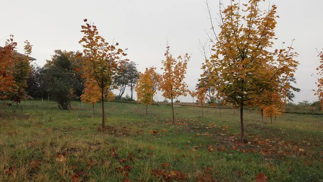 Yellow autumn trees in the rain drops, original audio included