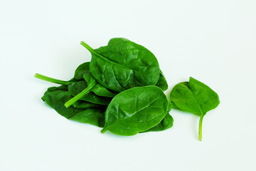 garden fresh green leafy vegetable spinach leaf also known in india as palak bhaji isolated on white background,copy space