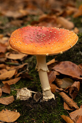 Mushroom in  autumn