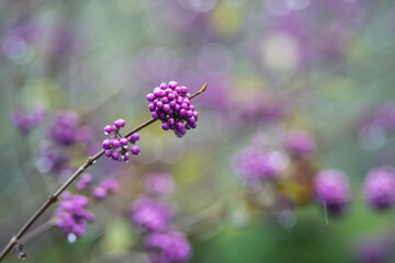 purple berry of callicarpa in the rain