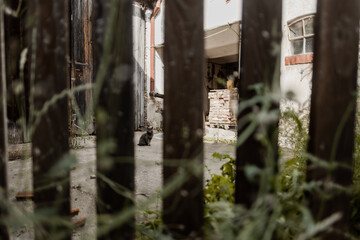 Cat in a village courtyard behind wooden fence