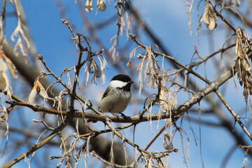 Chickadee On A Branch
