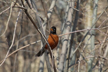 Robin In The Tree