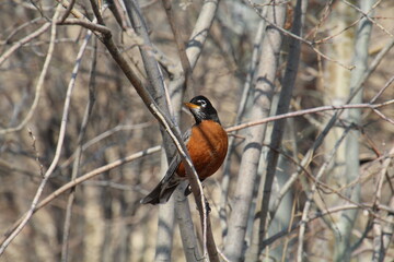 Robin Looking Around