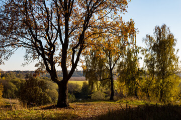 Fototapeta na wymiar A lone oak tree with a spreading crown growing on a hillock, a beautiful autumn landscape