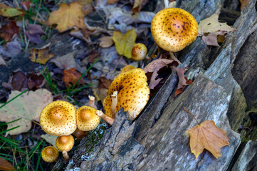 Mushrooms on an old log with fallen leaves surrounding them. Algonquin Provincial Park, Ontario, Canada.
