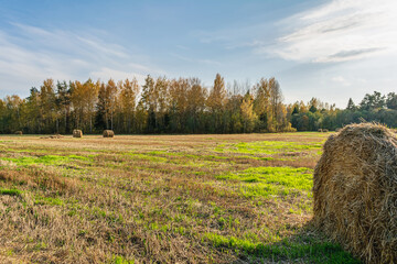 Haybale at a field with green grass and dry hrass. Autumn landscape on a sunny day