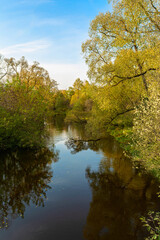 Tree branches with yellowed foliage hang over the water. Autumn landscape with a river in the evening