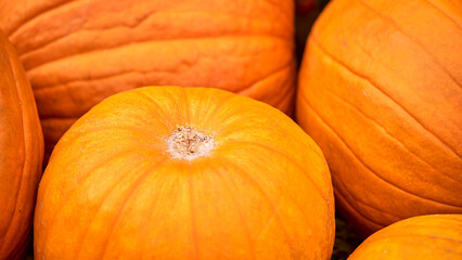 Harvest festival with autumn pumpkins and vegetables, background. Sale of agricultural crops on the outdoor market after the holiday, copy space