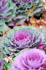 Ornamental cabbage Tokyo pink, close-up. Leaves of ornamental purple cabbage