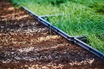 Obraz premium Planting seeds of wheat grains in the ground. Soil with seeds and sprouted wheat close-up. Green wheat sprouts close-up