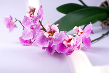 Phalaenopsis orchids on grey background. Tropical floral background.