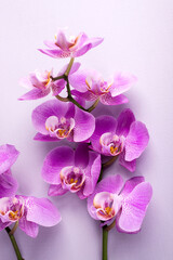Fototapeta na wymiar Phalaenopsis orchids on grey background. Tropical floral background.