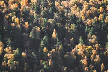 Forest in the mountains from autumn trees turned yellow in autumn in October, yellow trees in the Caucasus