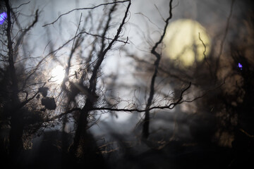 Fototapeta na wymiar Spooky dark landscape showing silhouettes of trees in the swamp on misty night.