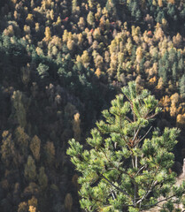 A young pine tree in the mountains is illuminated by the warm autumn sun against the backdrop of a mountain forest and trees, a spruce in the Caucasus mountains